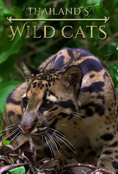  مستند گربه های وحشی تایلند (Thailand's Wild Cats) 2021